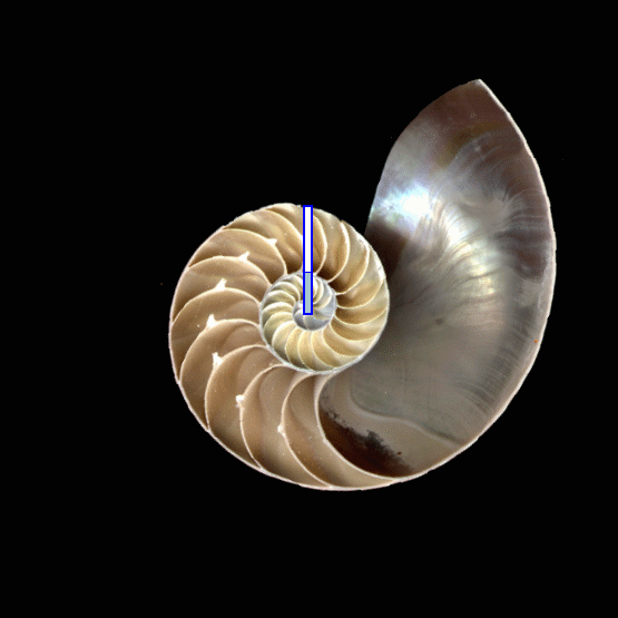 Nautilus Shell Showing Golden Ratio Proportions The Golden Ratio Phi