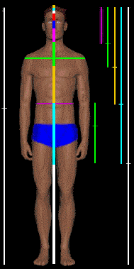 The Human Body And The Golden Ratio The Golden Ratio Phi