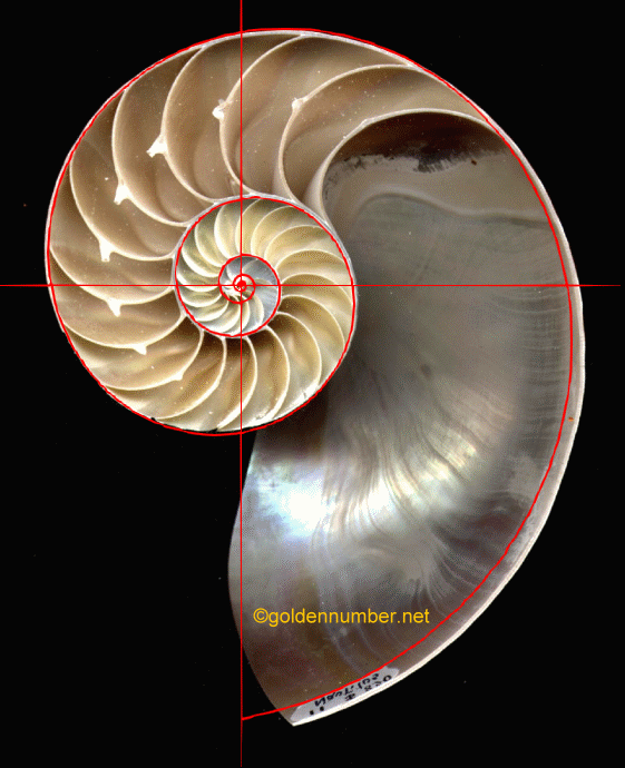 golden spiral in design
