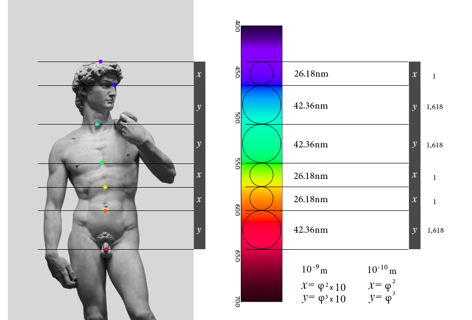 fibonacci sequence human body